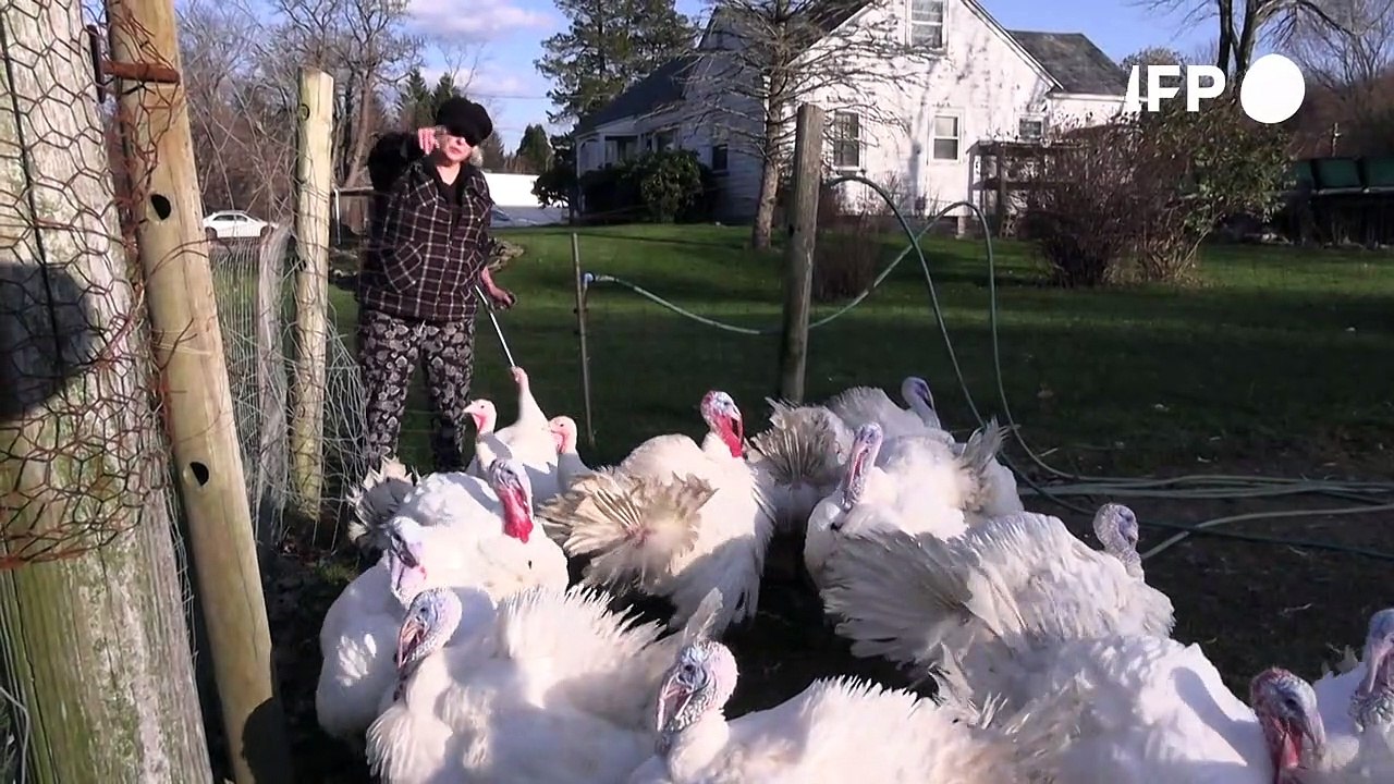 Teurer truthahn: inflation verhagelt thanksgiving