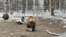 Un refugio ucraniano acoge a osos rescatados de las zonas del frente