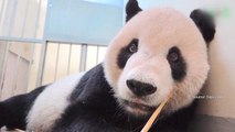 Taipei Zoo Panda Tuan Tuan Dies 3 Months After Brain Lesion Found - TaiwanPlus News