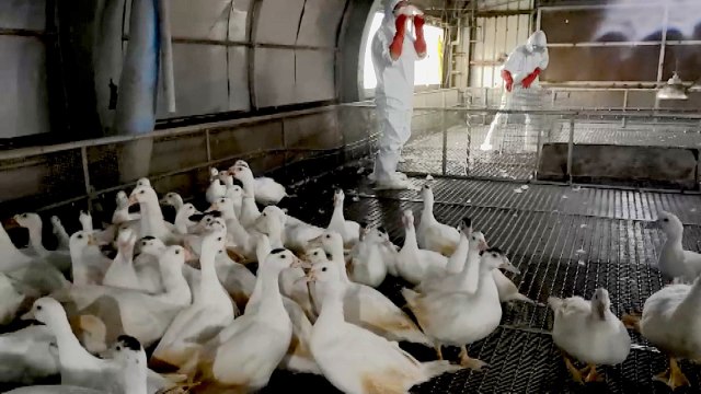 Taiwan Confirms First Cases of H5N1 Bird Flu on Yilan Duck Farm - TaiwanPlus News