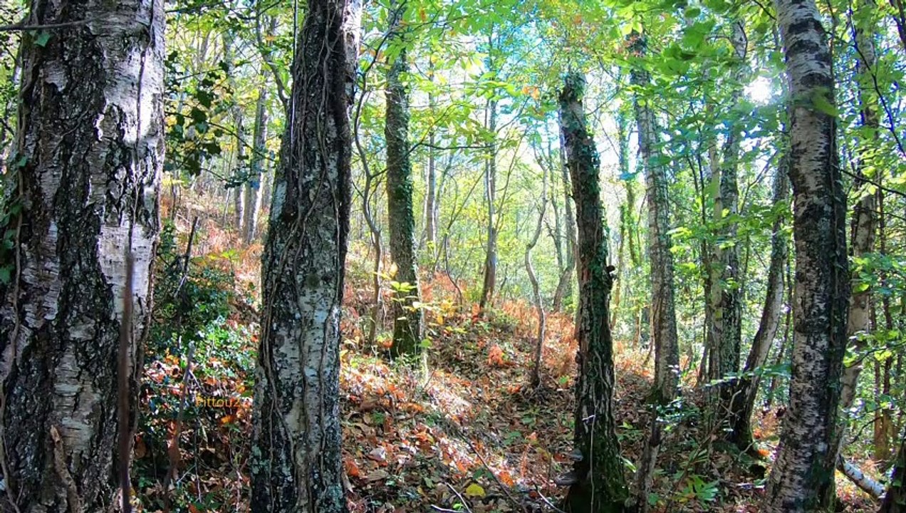 "Bien-être" Forêt d'automne   chant d'oiseaux - Relaxation - Détente