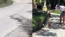 Touchy guy unintentionally causes a fierce fight between Iguanas