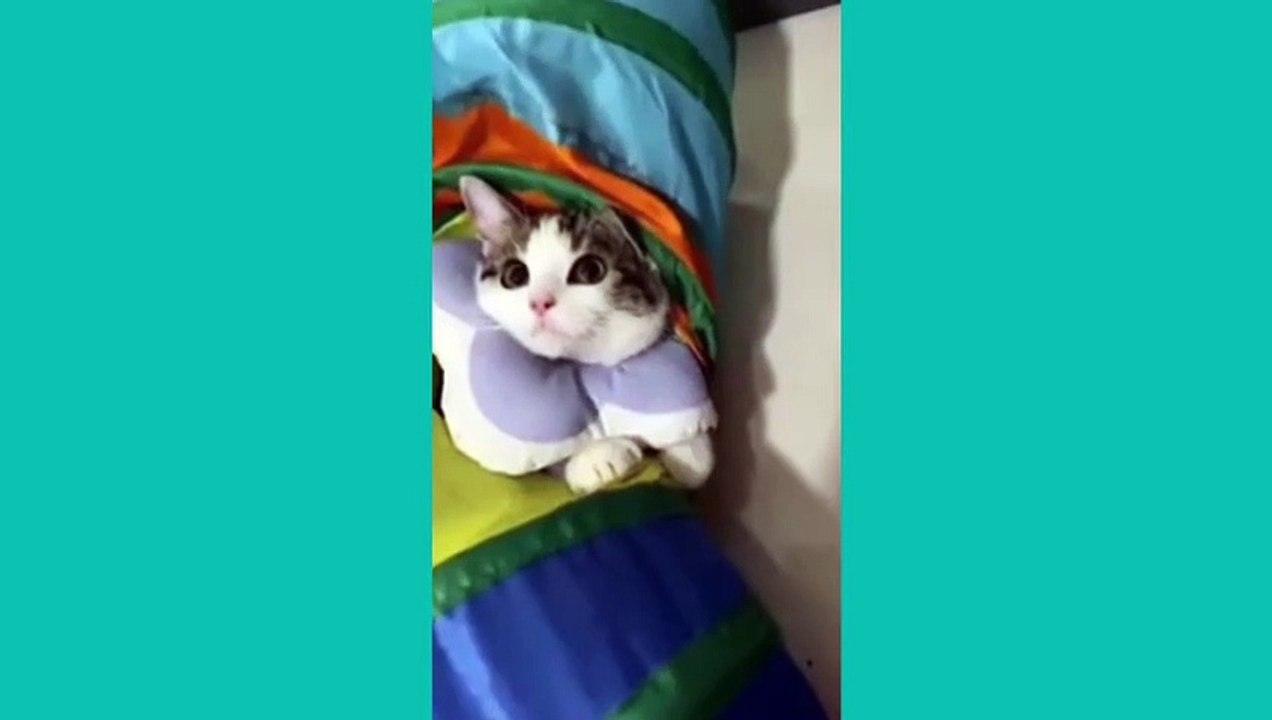 crazy cat Funny videos Compilation