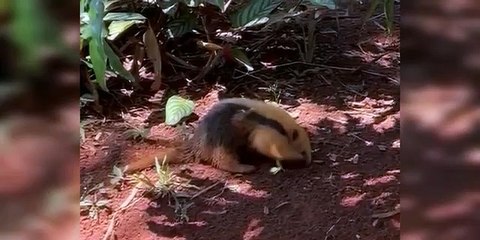 Público vota e Tamanduá-Mirim do Zoológico de Brasília se chamará Scott