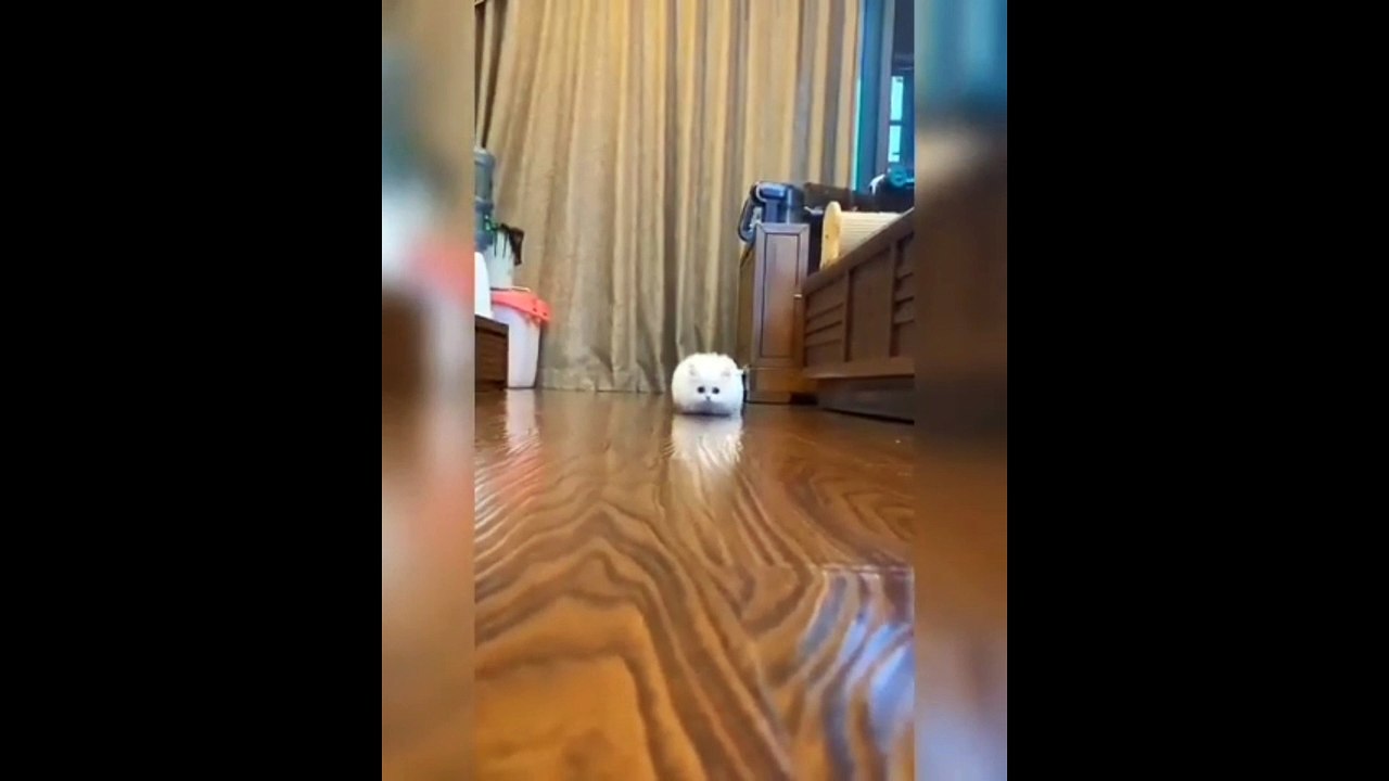 Funny cute video cat video funny
