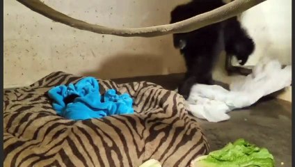 Cette maman chimpanzé retrouve son bébé parti 2 jours pour des soins... réaction magnifique