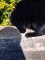 Gato negro rescata llaves atrapadas en un agujero