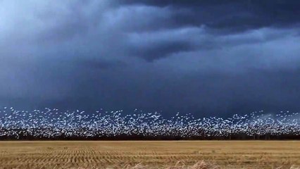 Snow Goose Migration at Dusk