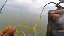 Fishing for Big White Snapper on Karangsong Beach Indramayu Jawa Barat