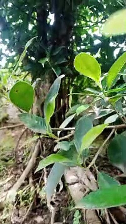 Pohon beringin