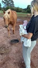 Gentle Horse Meets New Baby for the First Time  ViralHog_1080pFHR