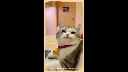 Kumpulan Kucing Lucu 🐱