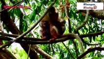 Pregnant female monkey successfully gave birth to a baby, giving birth is really painful and hard