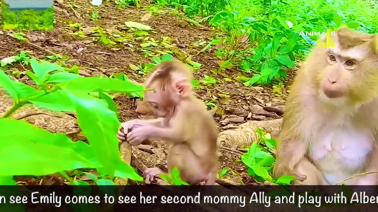 Special clips of the best mommy Ally and her baby Albert#127[Clips reviewed about Ally and Albert]