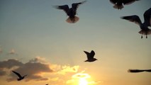Burung - beterbangan - disenja hari -mixkit-seagulls-flying-over-the-sky-at-sunset-9317-medium