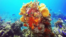 4K- The most beautiful coral reefs and undersea creature on earth