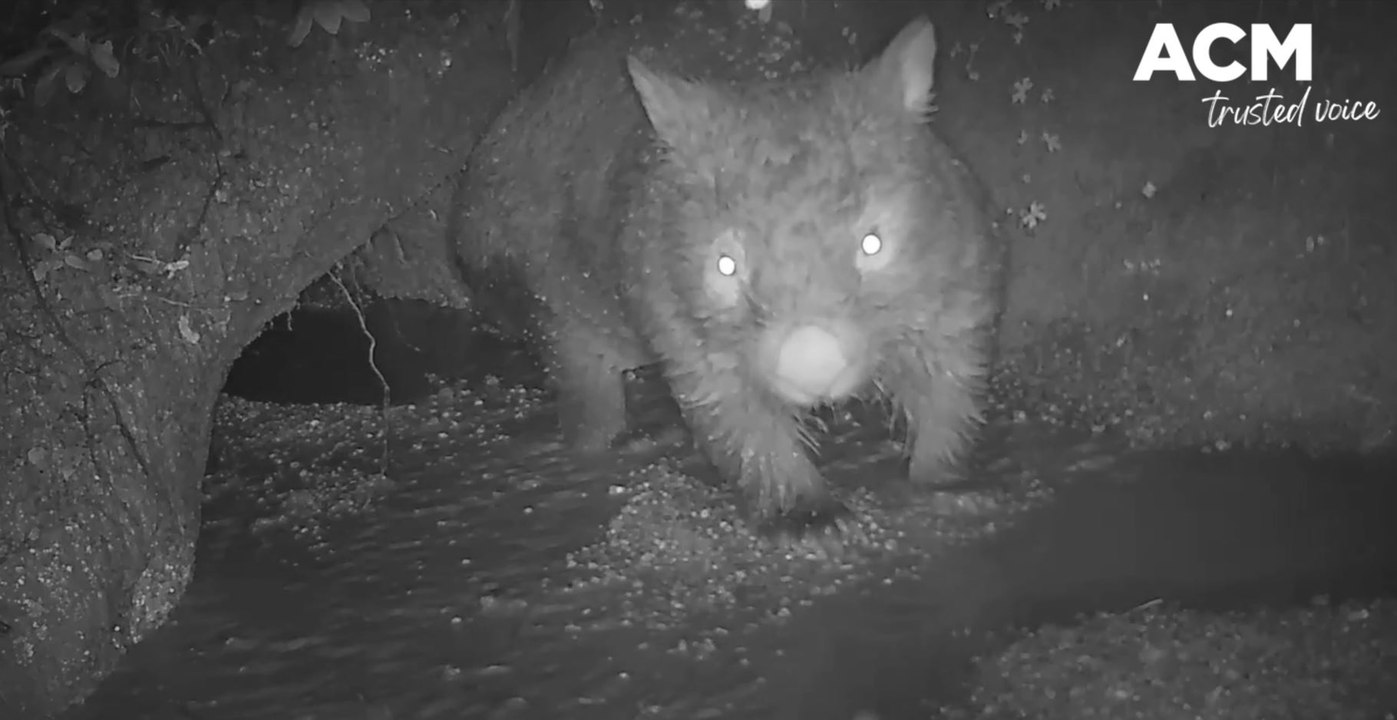 NSW Floods: Native animals flooded out