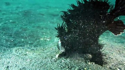 Water Life - The Wandering Water