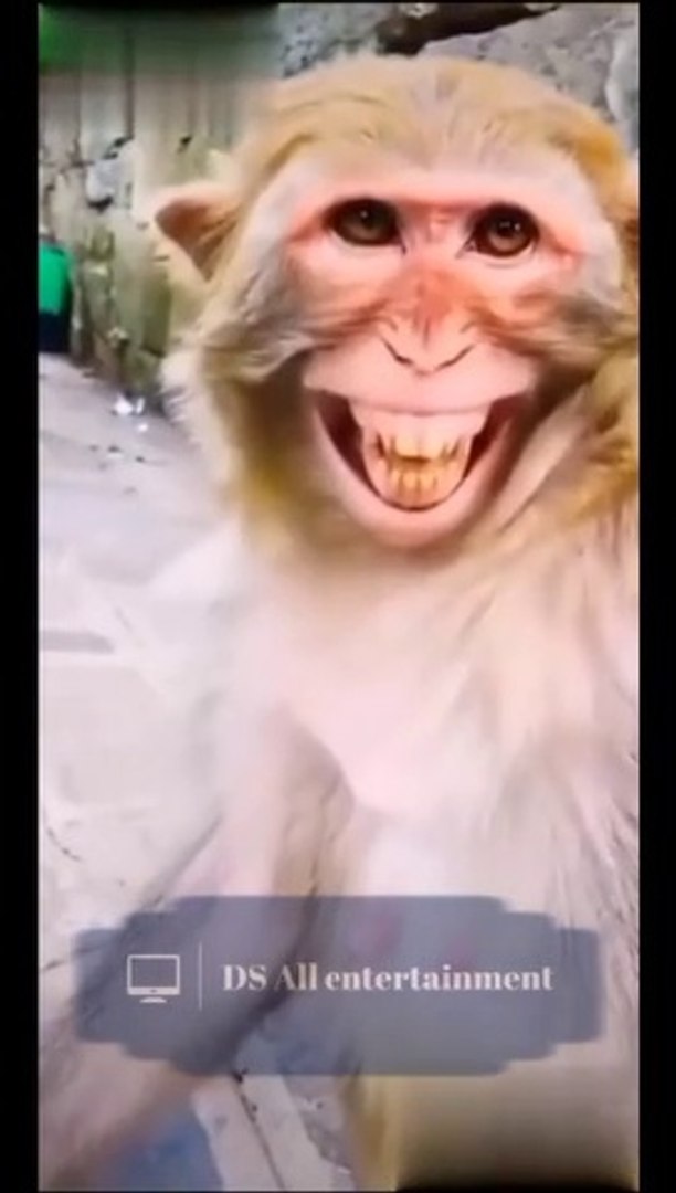 ⁣Funny  comedy, monkey comedy scenes  #comedy #monkey #smile #funny #comedy #trending #funnymonkey co