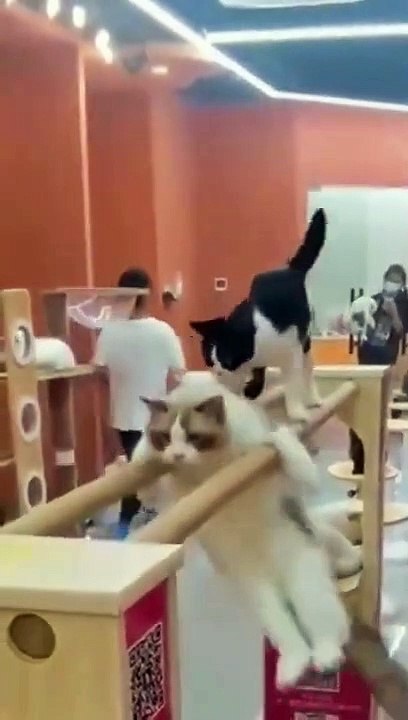 video meme kucing paling lucu  bikin ngakak guling-guling