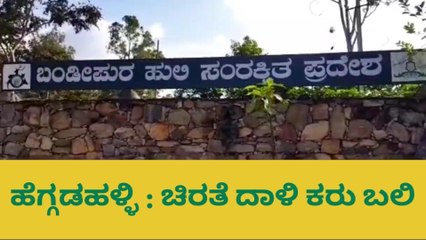 ಗುಂಡ್ಲುಪೇಟೆ: ಚಿರತೆ ದಾಳಿಗೆ ಕರು ಬಲಿ–ಗ್ರಾಮಸ್ಥರಲ್ಲಿ ಆತಂಕ