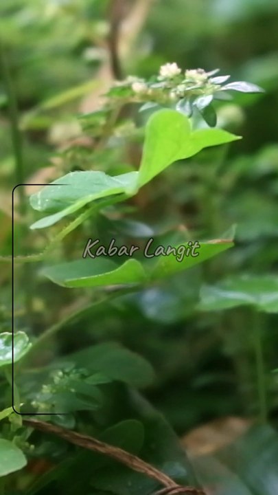 Ketika Anda Tidak Mengerti