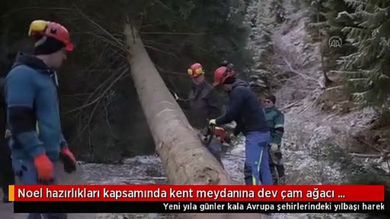 Noel hazırlıkları kapsamında kent meydanına dev çam ağacı getirildi