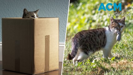 Should all cats be kept indoors?