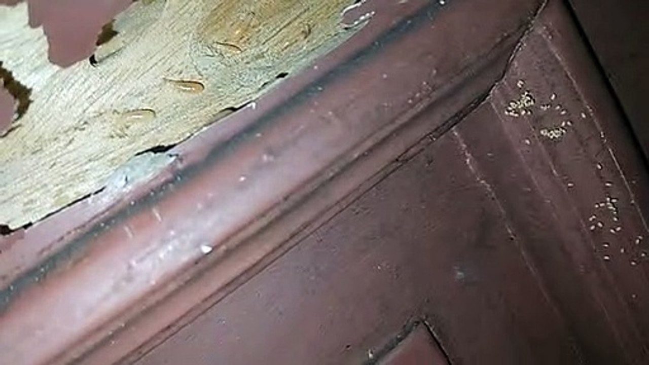 Terungkap sudah ternyata ini yg bikin pintu kayu keropos