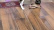 Cute beagle puppy Pulling leg of Mother | How Cute Beagle