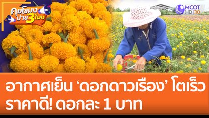 อากาศเย็น ‘ดอกดาวเรือง’ โตเร็ว ราคาดี! ดอกละ 1 บาท (16 พ.ย. 65) คุยโขมงบ่าย 3 โมง