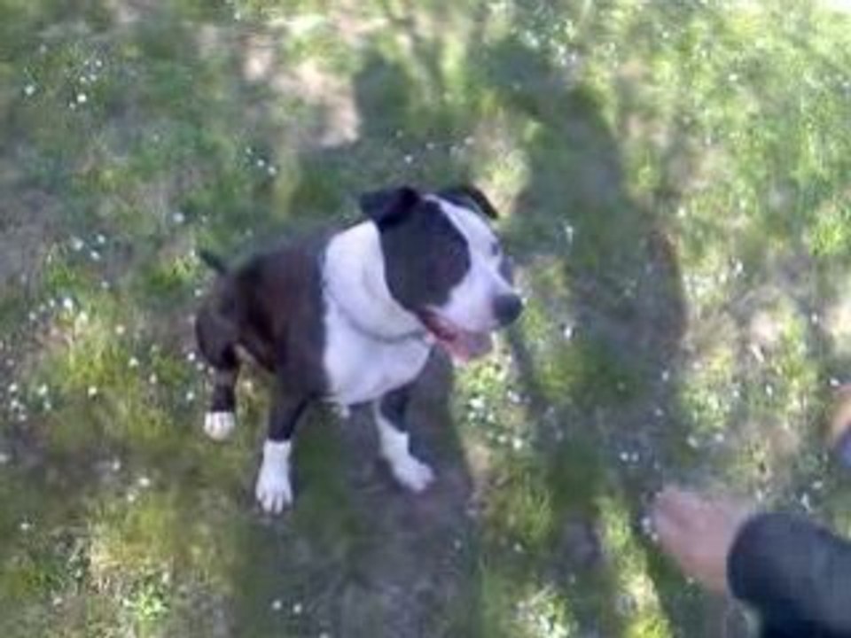 staff(cassus) +labrador(apple)