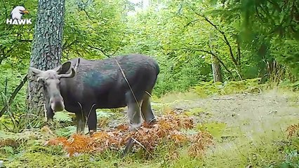 30 Horrible Scenes About Injured...........   Animal Fights (2)
