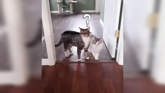 Videos Graciosos y Cortos de Animales Recopilación de los Mejores Videos de Gatos y Perros