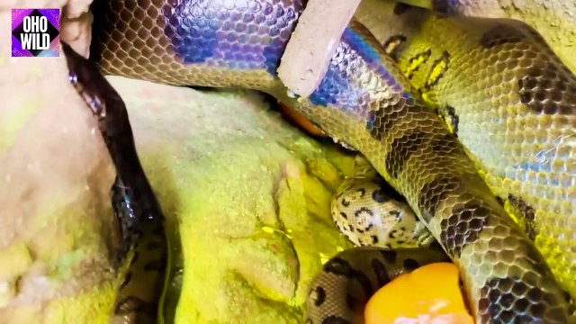 South American Monster - Anaconda Python Lay Eggs Or Give Birth OHO Wild