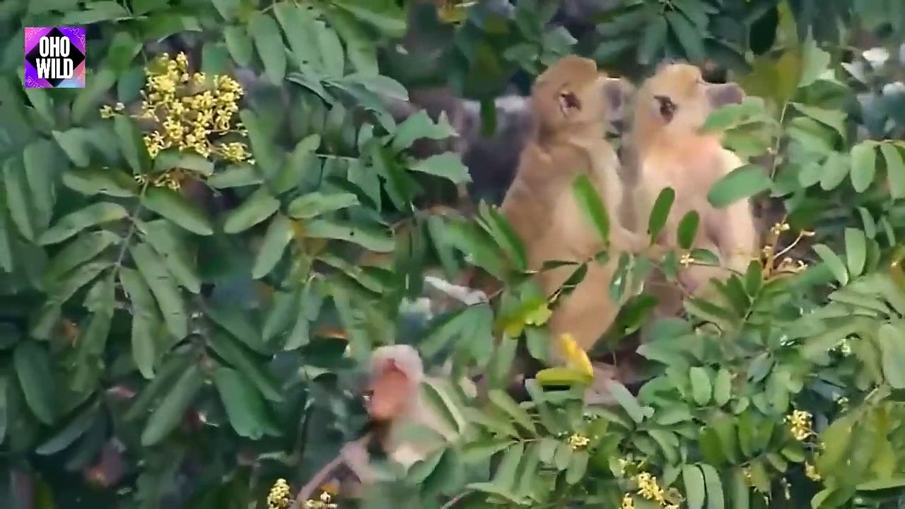 Dramatic Baby Monkey Rescue When Evil Eagle Attacks With Sharp Claws   OHO WILD