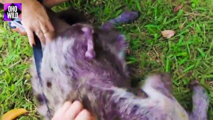 How Do Hyenas Give Birth Animals Give Birth   OHO WILD