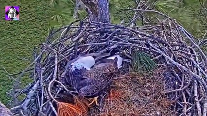 Eagles Lay Eggs, Animals Give Birth   OHO WILD