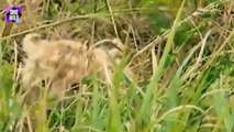 Wild Buffalo Gets Mad And Kills Lion Cubs In Front Of Mother, Lion Takes Revenge For Cubs   OHO WILD