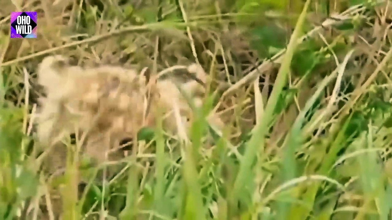 Wild Buffalo Gets Mad And Kills Lion Cubs In Front Of Mother, Lion Takes Revenge For Cubs   OHO WILD