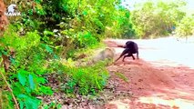 30 Scary Moments When Baboons Become Prey (2)