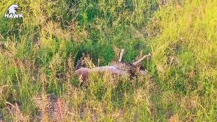 30 Times Wild Animals Save Other Animals (2)