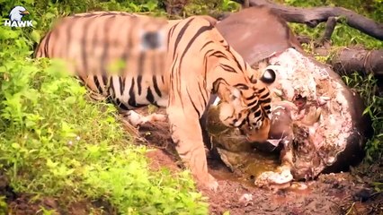 30 Pregnant Animals Fight Predators and Injured (2)
