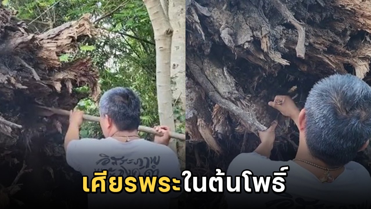 ฮือฮา ! กรวดน้ำใต้ต้นโพธิ์ เสียงปริศนาบอกให้ช่วยขุด พอลองขุดมีอึ้ง พบเศียรพระเก่า !!