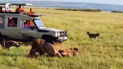 30 Crazy Moments Hyenas Injured By Lion And Other Hyenas (2)