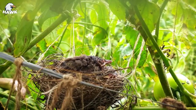 30 Times The Snake Eats The Baby Bird, Mother Bird Attack Snake Madly To Protect Her Child (2)