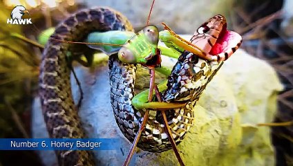 7 Times Scared When Snake Fight and Fail   The Hawk