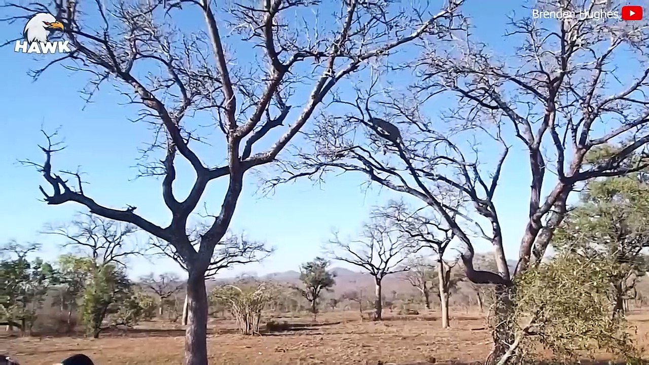 15 Times Scared When Wild Monkeys Fighting For Life Are Caught On Camera