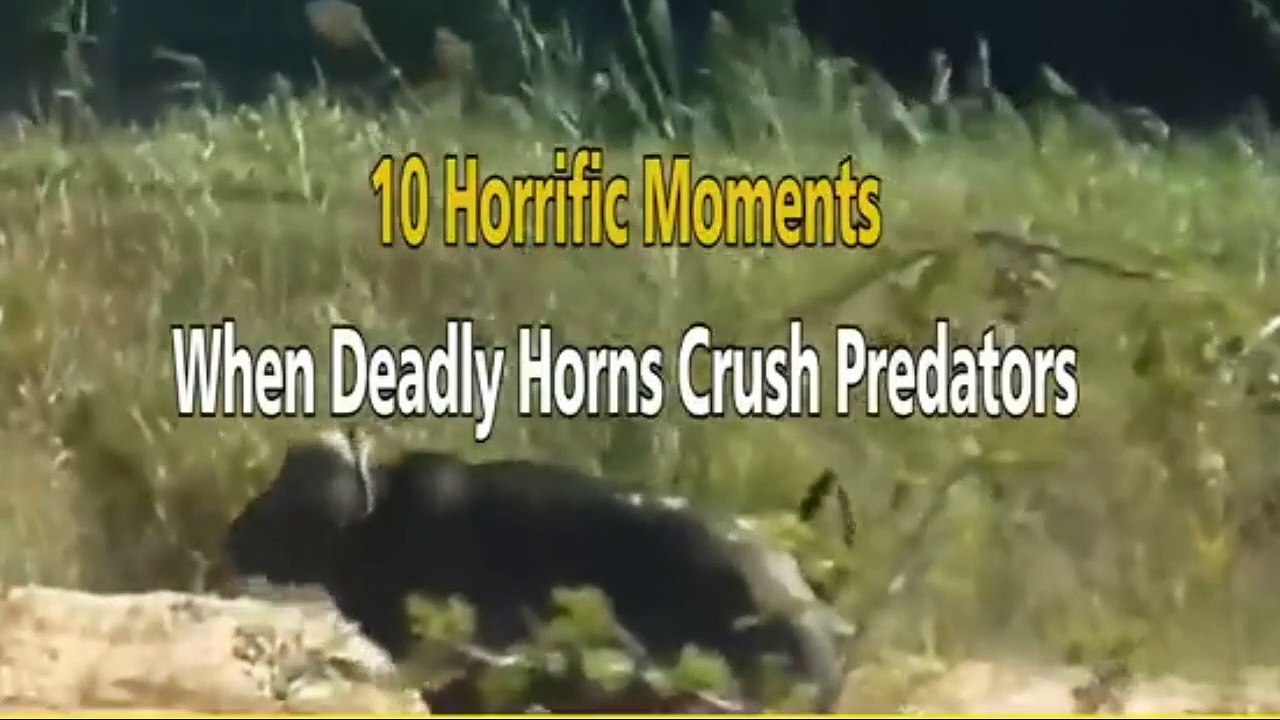 The Predator