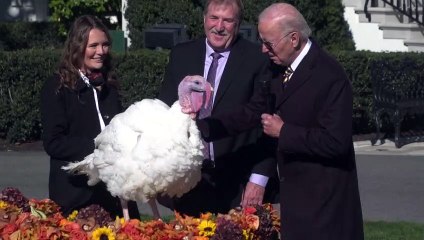 Biden begnadigt vor Thanksgiving zwei Truthähne